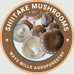 Champignons shiitakes